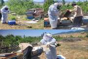 حفاظت از سرمایه‌های زنبورداری گلستان؛ نمونه‌برداری گسترده از کندوهای آزادشهر برای شناسایی مایت تروپیله لپس