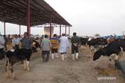 بازدید از میدان دام آق قلا به منظور بررسی بیماری لمپی اسکین