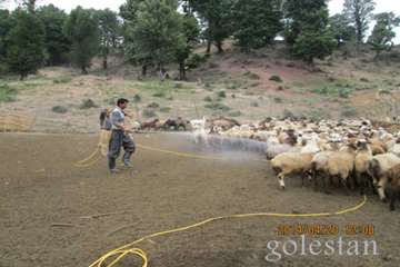 سمپاشي عليه بيماريهاي دامي-مينودشت