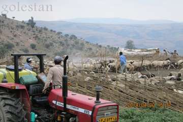 سمپاشي عليه بيماريهاي دامي-مينودشت