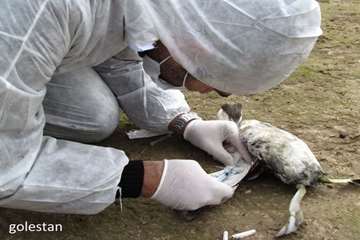 بازدید از تالاب آلاگل گلستان به منظور مبارزه با آنفلوآنزا