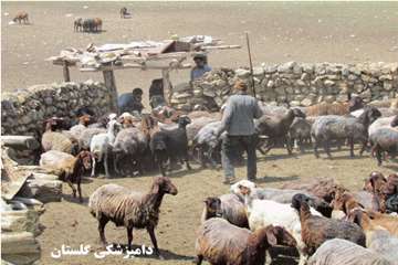 واكسيناسون برعليه آبله و شاربن- استان گلستان