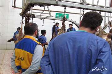 برگزاری تور  تخصصی جشنواره ملی بیطار در گرگان
