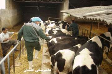 واكسيناسون برعليه آبله و شاربن- استان گلستان