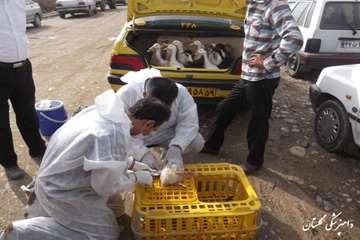 طرح پایش آنفلوانزای طیور در گنبد کاووس