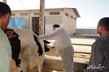 بازدید از گاوداری صنعتی در گنبد کاووس