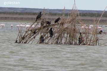 بازدید از تالاب آلاگل گلستان به منظور مبارزه با آنفلوآنزا