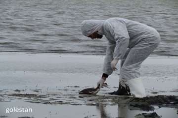 بازدید از تالاب آلاگل گلستان به منظور مبارزه با آنفلوآنزا