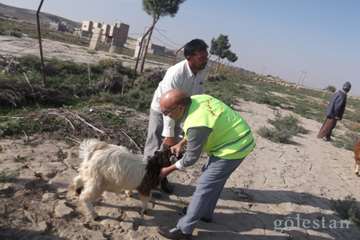شبكه دامپزشكي شهرستان مراوه تپه