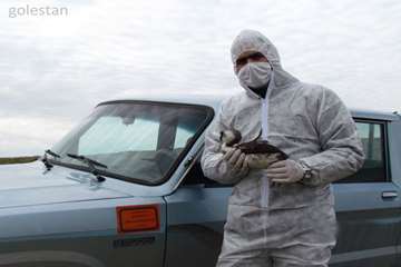 بازدید از تالاب آلاگل گلستان به منظور مبارزه با آنفلوآنزا