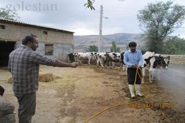 سمپاشي عليه بيماريهاي دامي-مينودشت