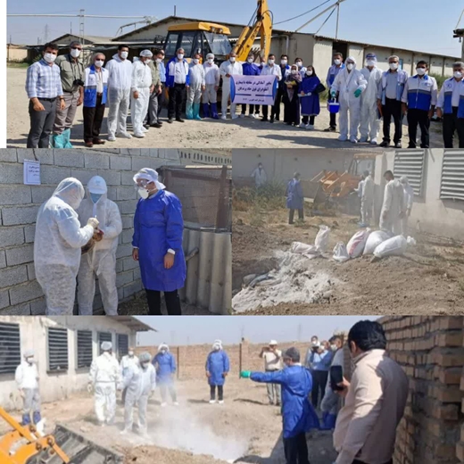 اجرای مانور مشترک آمادگی آنفولانزای فوق حاد پرندگان با همکاری پرسنل ادارات بهداشت و درمان و حفاظت محیط زیست و دامپزشکی  شهرستان گنبد کاووس