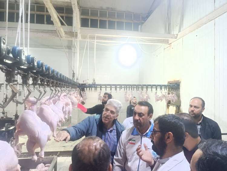 بازدید میدانی مدیر کل دامپزشکی استان از کشتارگاه صنعتی طیور بال درنا سپید نامی 