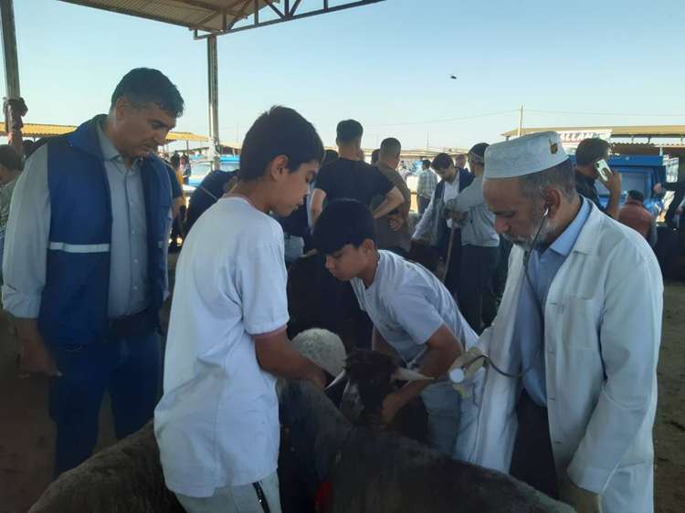 نظارت بهداشتی و شرعی بر عرضه دام در عید سعید قربان در شهرستان گنبدکاووس/ تاکید بر ذبح در کشتارگاه‌ها