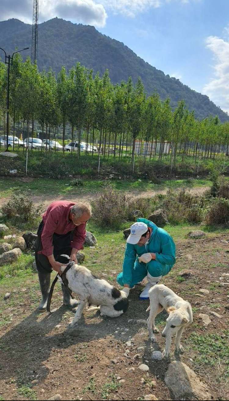 رزمایش خدمت‌رسانی در روستای زرین‌گل؛ واکسیناسیون بیش از ۱۵۰۰ رأس دام در اردوی جهادی دامپزشکی علی‌آباد کتول