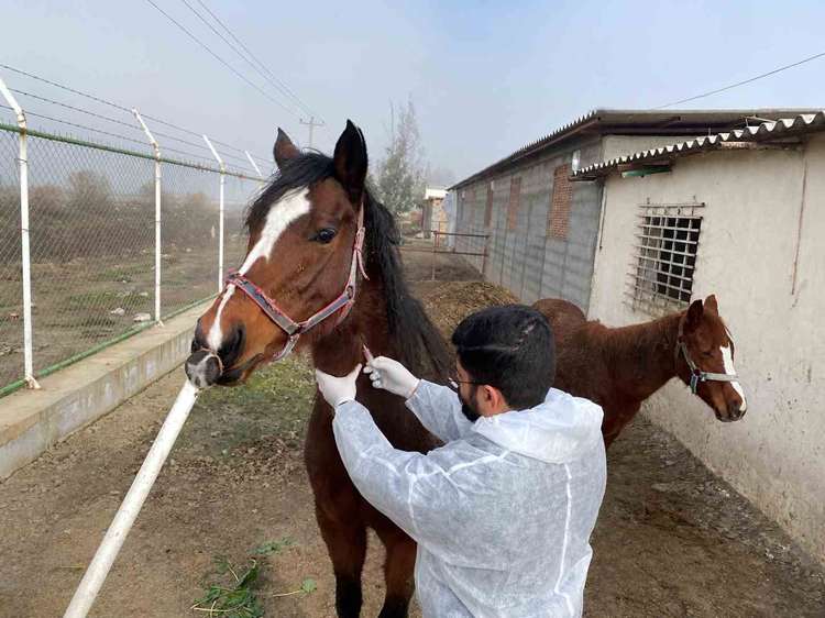 پایش سرمی بیماری مشمشه در جمعیت اسب‌های گلستان