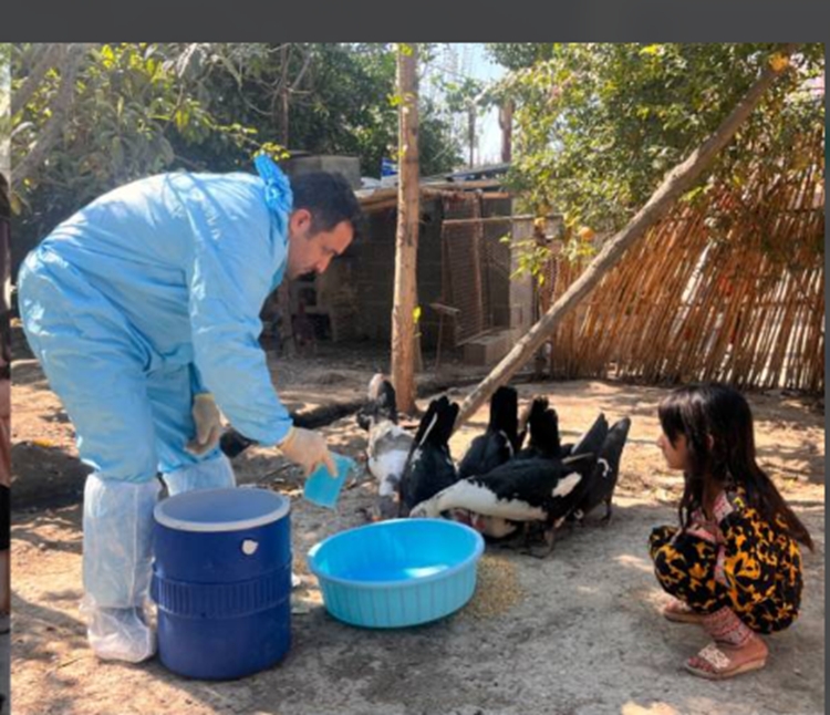 آغاز  مرحله سیزدهم طرح واکسیناسیون رایگان طیور روستایی علیه بیماری نیوکاسل 